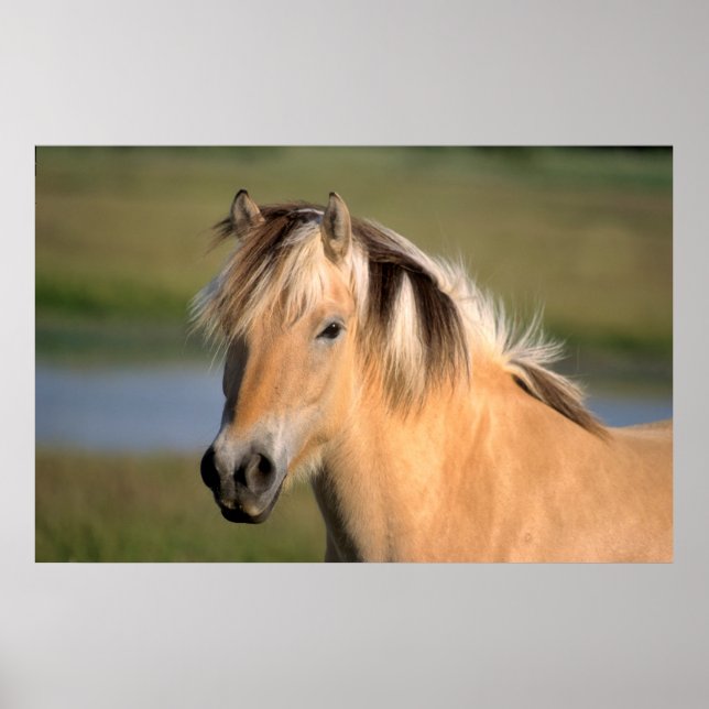 Norweger-ätPony, Norwegisches Fjordpferd, Poster (Vorne)