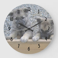 Norweger Elkhound Welpen