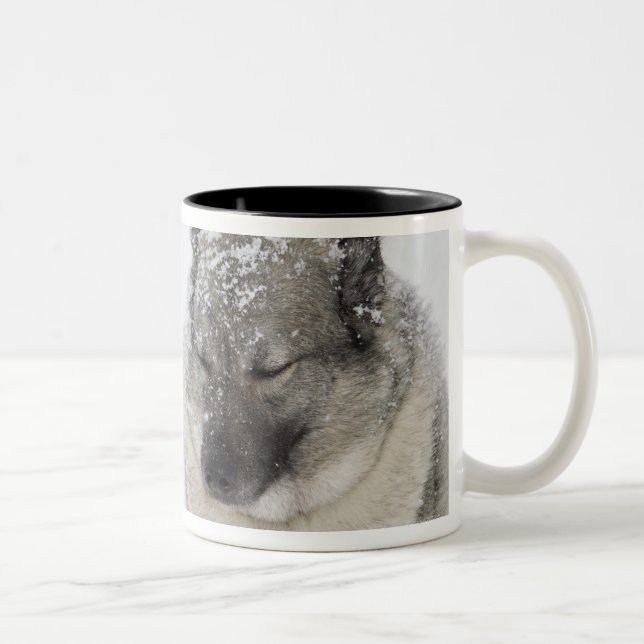Norweger Elkhound Zweifarbige Tasse (Rechts)