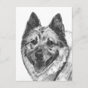Norwegian Elkhound Sketch Postkarte