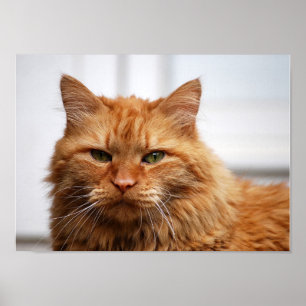 Norwegian Forest Cat Canvas Print Poster
