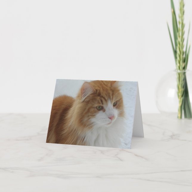 Norwegian_Forest_Cat Karte (Vorderseite)