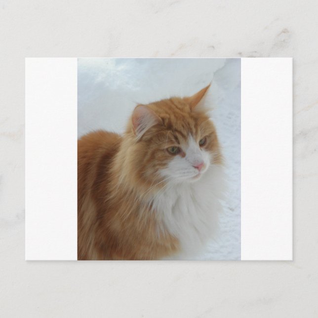 Norwegian_Forest_Cat Postkarte (Vorderseite)