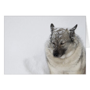 Norwegisch-Elkhound