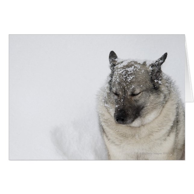 Norwegisch-Elkhound (Vorderseite (Horizontal))