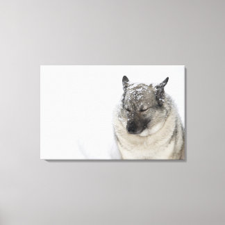 Norwegisch-Elkhound Leinwanddruck