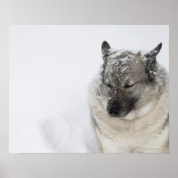 Norwegisch-Elkhound