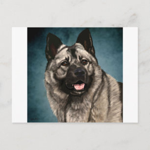 Norwegisch-Elkhound Postkarte