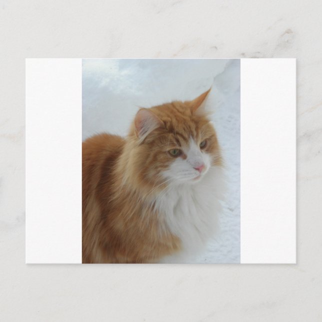 Norwegisch_Forest_Cat Postkarte (Vorderseite)