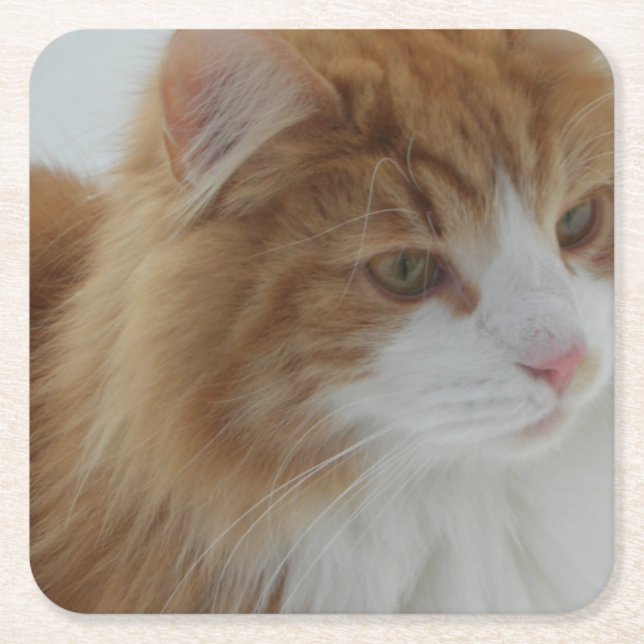 Norwegisch_Forest_Cat Rechteckiger Pappuntersetzer (Vorderseite)