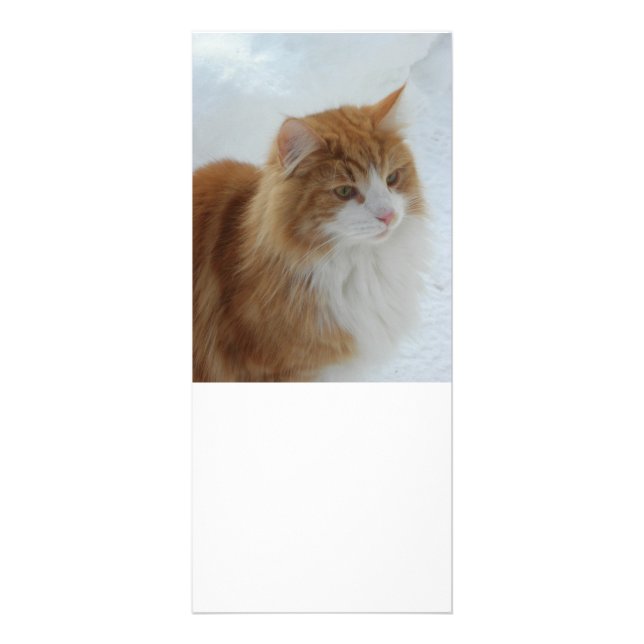 Norwegisch_Forest_Cat Werbekarte (Vorne)