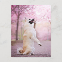 Norwegische Buhund- und Kirschblüten Postkarte