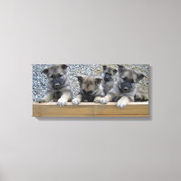 Norwegische Elkhound-Welpen