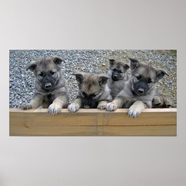 Norwegische Elkhound-Welpen Poster (Vorne)