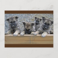 Norwegische Elkhound-Welpen