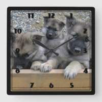 Norwegische Elkhound-Welpen