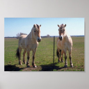 Norwegische Fjorde Poster