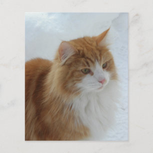 Norwegische_Waldkatze