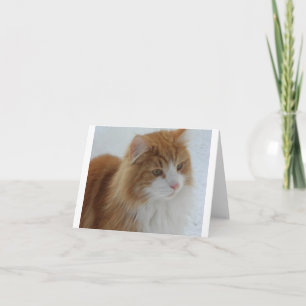 Norwegische_Waldkatze Feiertagskarte