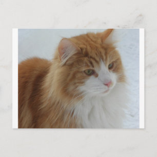 Norwegische_Waldkatze Feiertagspostkarte