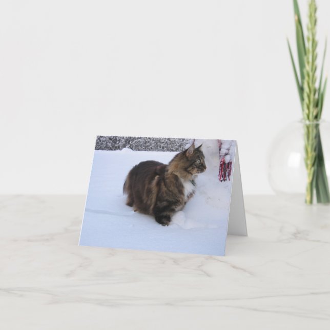 Norwegische Waldkatze im Schnee (Vorderseite)