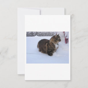 Norwegische Waldkatze im Schnee