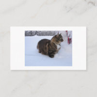 Norwegische Waldkatze im Schnee