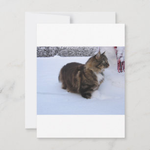 Norwegische Waldkatze im Schnee Feiertagskarte