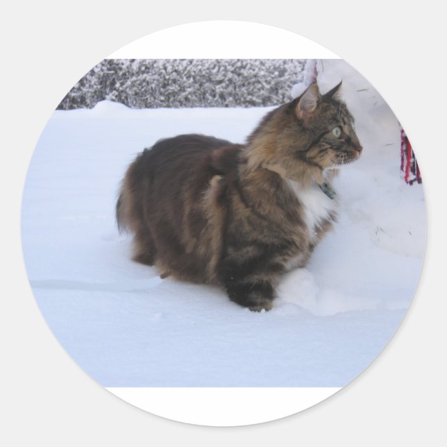 Norwegische Waldkatze im Schnee Runder Aufkleber (Vorderseite)