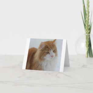Norwegische_Waldkatze Karte