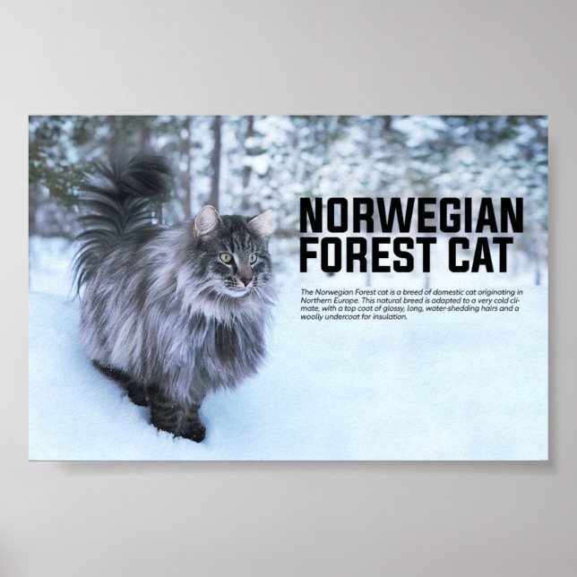Norwegische Waldkatze Poster (Vorne)