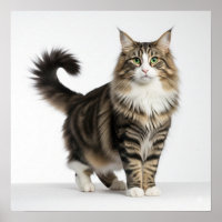 Norwegische Waldkatze