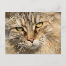 Norwegische Waldkatze Postkarte