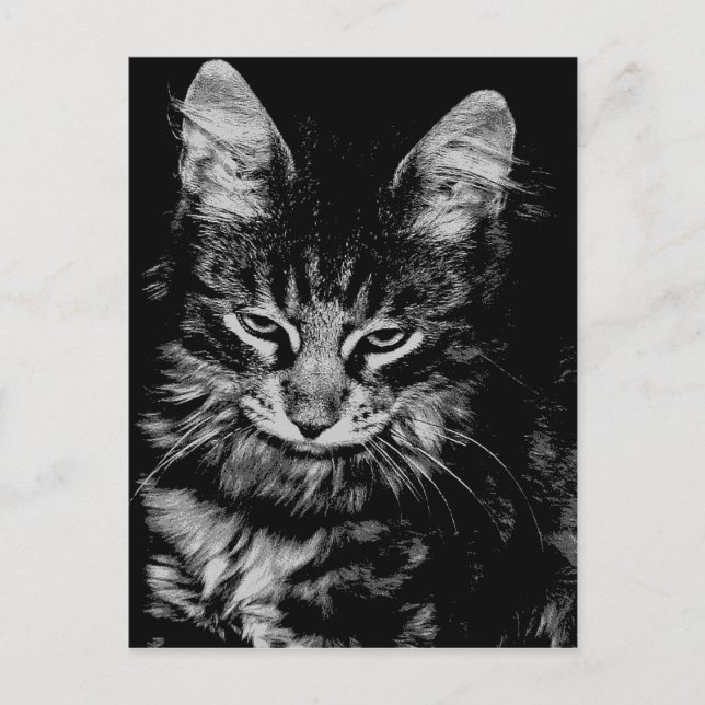 Norwegische Waldkatze Postkarte (Vorderseite)