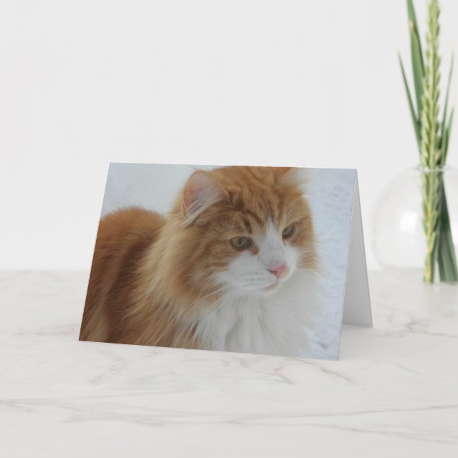 Norwegische_Waldkatze Programm (Vorderseite)