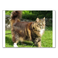 Norwegische Waldkatze voll.png