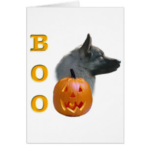 Norwegischer Elkhound Boo