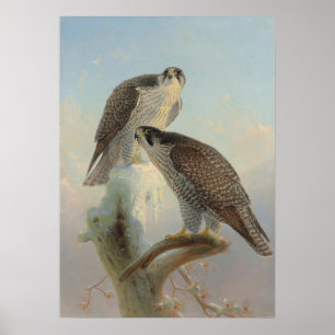Norwegischer Gyrfalcon von Joseph Wolf Poster