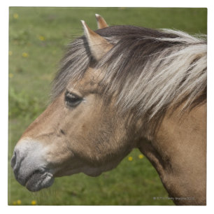 Norwegisches Fjord-Pferd Fliese