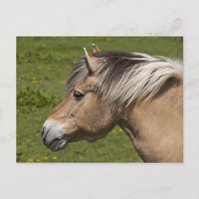Norwegisches Fjord-Pferd Postkarte (Vorderseite)