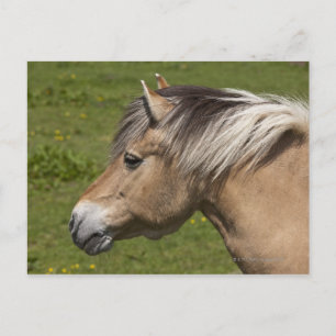 Norwegisches Fjord-Pferd Postkarte