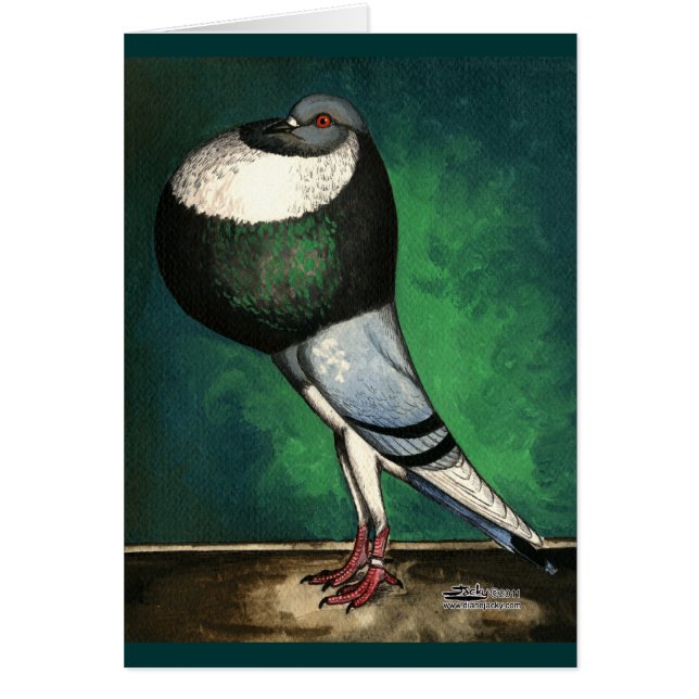 Norwich-Abschneider-blaues geschecktes (Vorne)