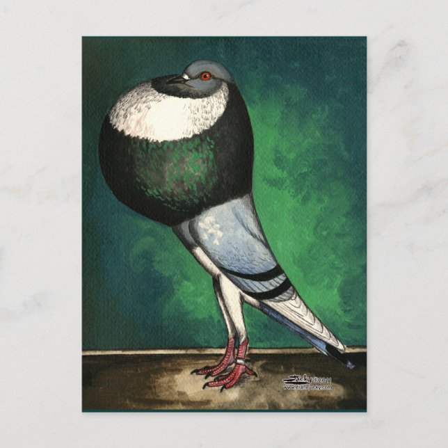 Norwich Cropper Blue Pied Postkarte (Vorderseite)