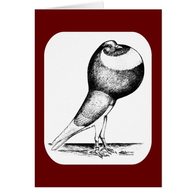 Norwich Cropper Pigeon 1980 (Vorne)