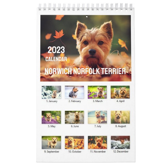 Norwich Norfolk Terrier 2023 Kalender (Titelbild)