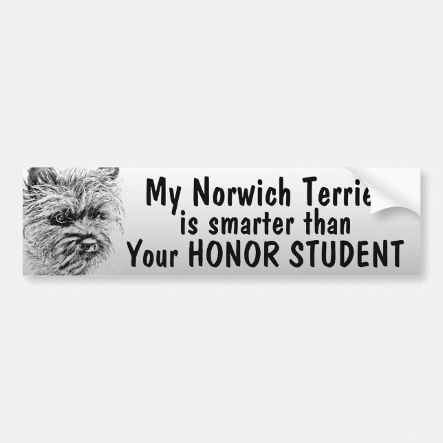 Norwich Terrier ist intelligenter als der lustige Autoaufkleber (Vorne)