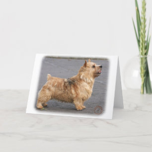 Norwich Terrier Karte