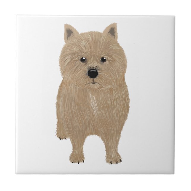 Norwich Terrier Keramik Tile Fliese (Vorderseite)
