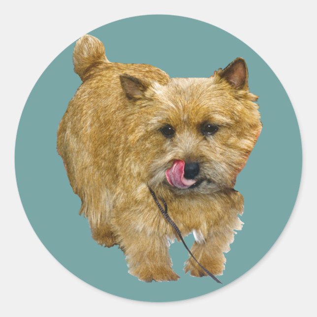 Norwich Terrier Runder Aufkleber (Vorderseite)
