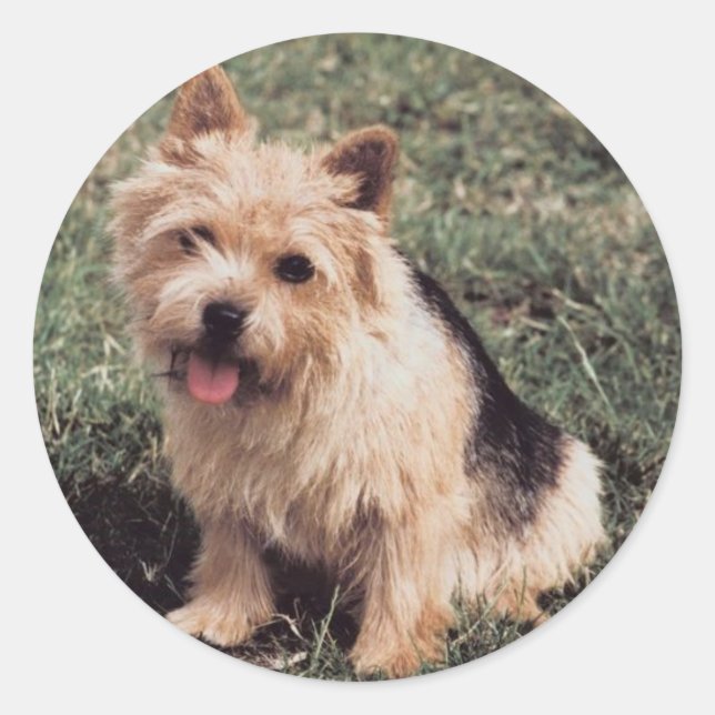 Norwich Terrier Sticker (Vorderseite)